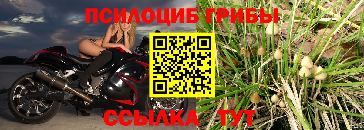 Псилоцибиновые грибы Psilocybine cubensis Лобня